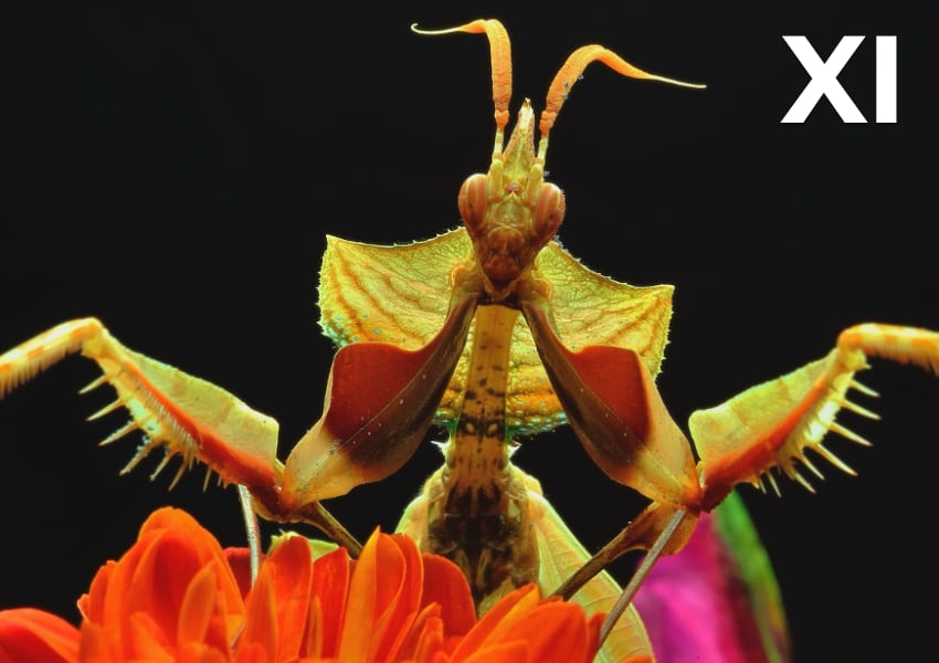 La voz de los insectos / David Peña